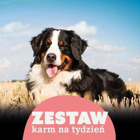 Karma mokra dla psa do 25 kg na 7 dni Dolina Noteci Premium 22 x 400 g